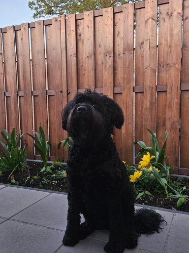 Ziva in  de voortuin
